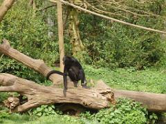 149 BIO PARC DE DOUE LA FONTAINE 7- 2016_000053
